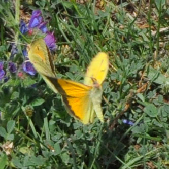 Orange høsommerfugl